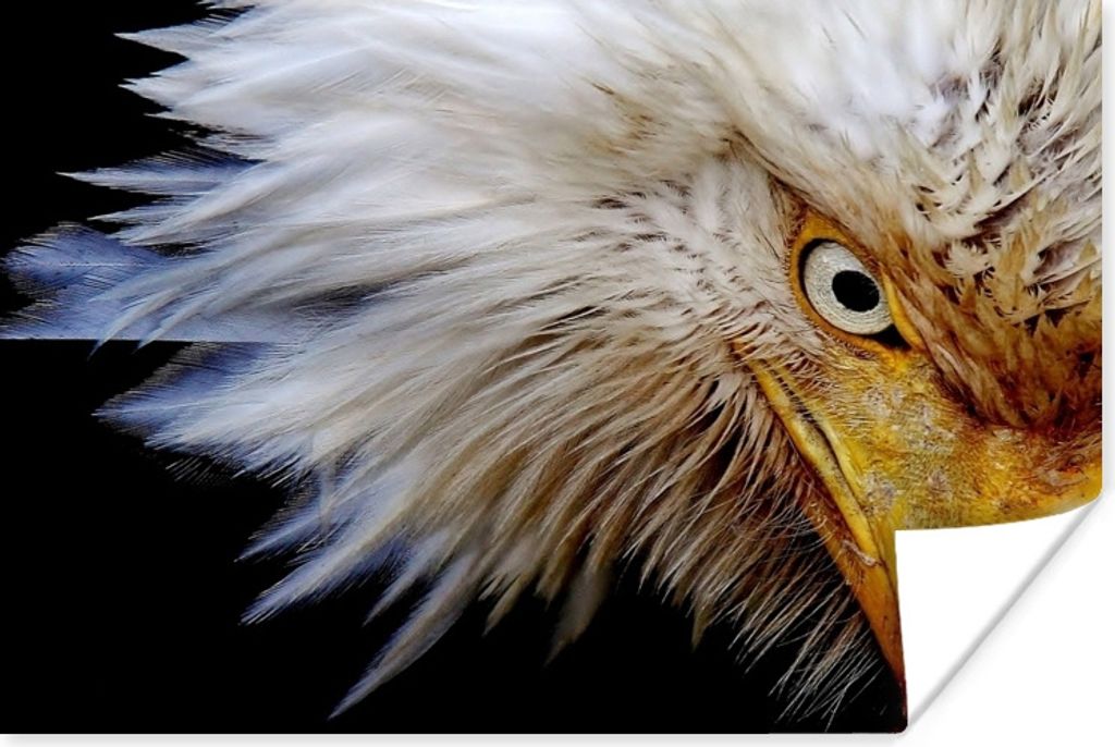 MuchoWow Poster Vogel - Auge - Schnabel 120x80 cm - Bilder