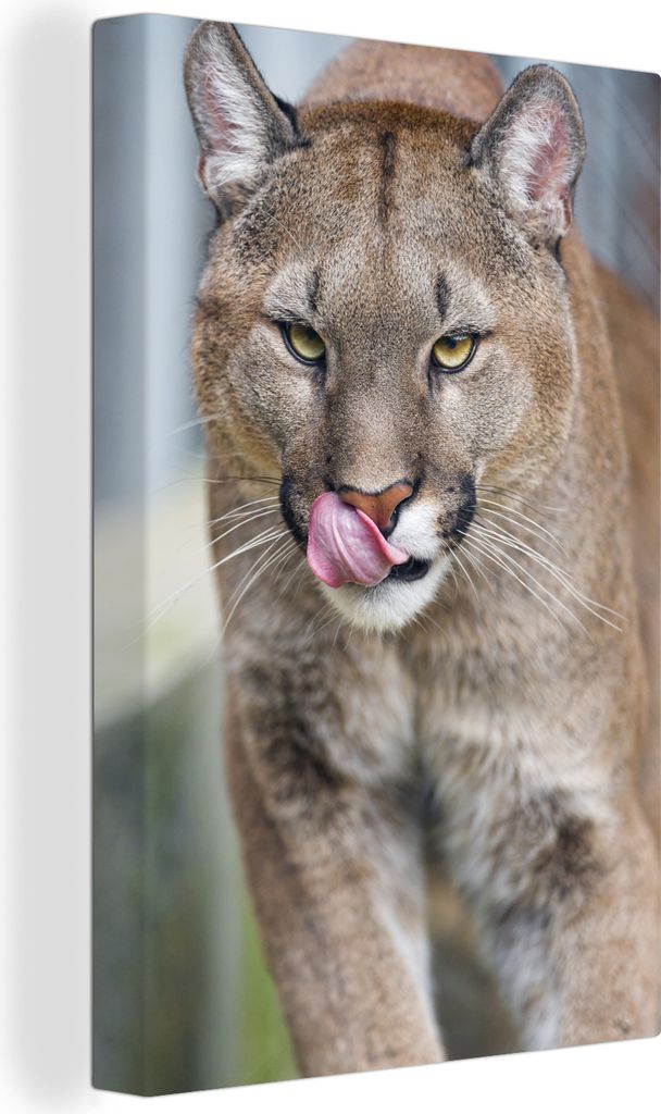 OneMillionCanvasses - Leinwandbilder - 90x140 cm, Laufender Puma, Wandbilder Kunstdruck Wanddekoration - Foto auf Leinwand - Gemälde auf Holzrah...