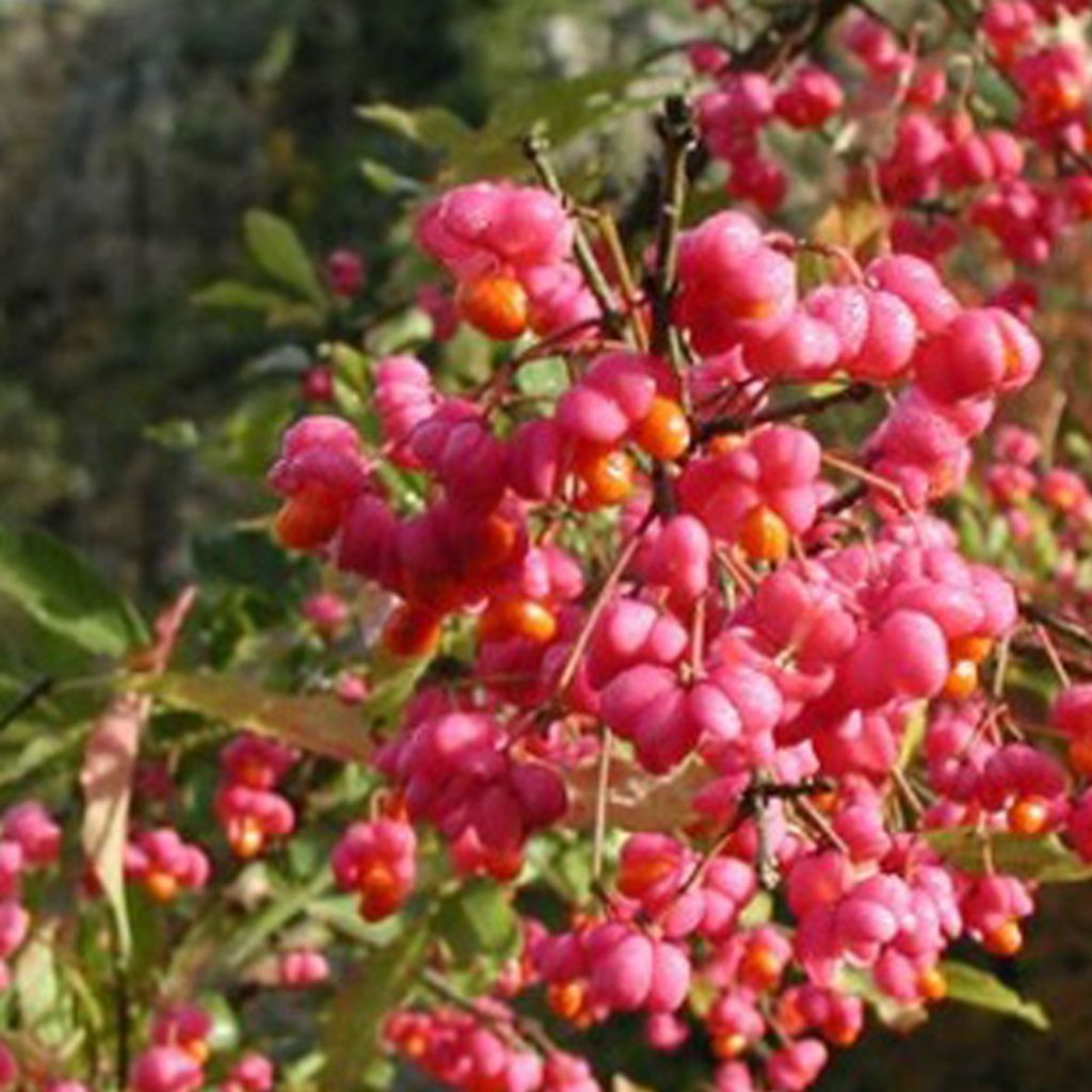 2 x Euonymus Europaeus - Euonymus Europaeus - 60-80 cm Obrázok produktu 1