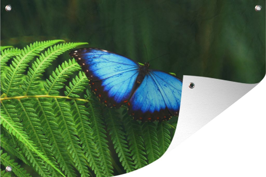MuchoWow 90x60 cm Outdoor-Poster Gartendeko Sichtschutz Garten Poster für den Garten Morpho-Schmetterling