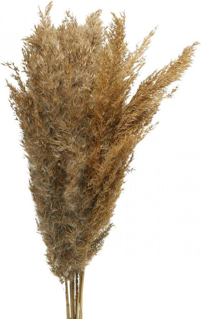Trockenblumen Dekogras Ziergras Bastelmaterial Trockenfloristik Vase, 10 Stück