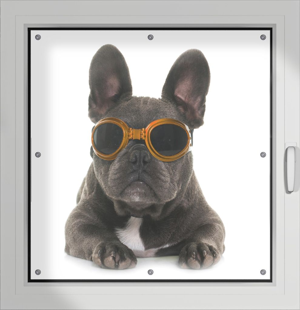 Wallario Lichtschutzbild, Dekorativer Sichtschutz Sonnenschutz 96 x 93 cm mit Motiv: Cooler Hund mit Sonnenbrille in orange - Französische Bulldog...