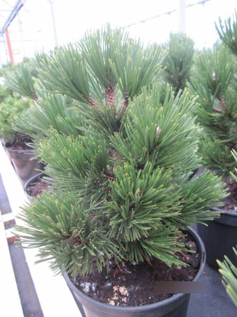 Bosnische Zwergkiefer Irish Bell - Pinus leucodermis Irish Bell
