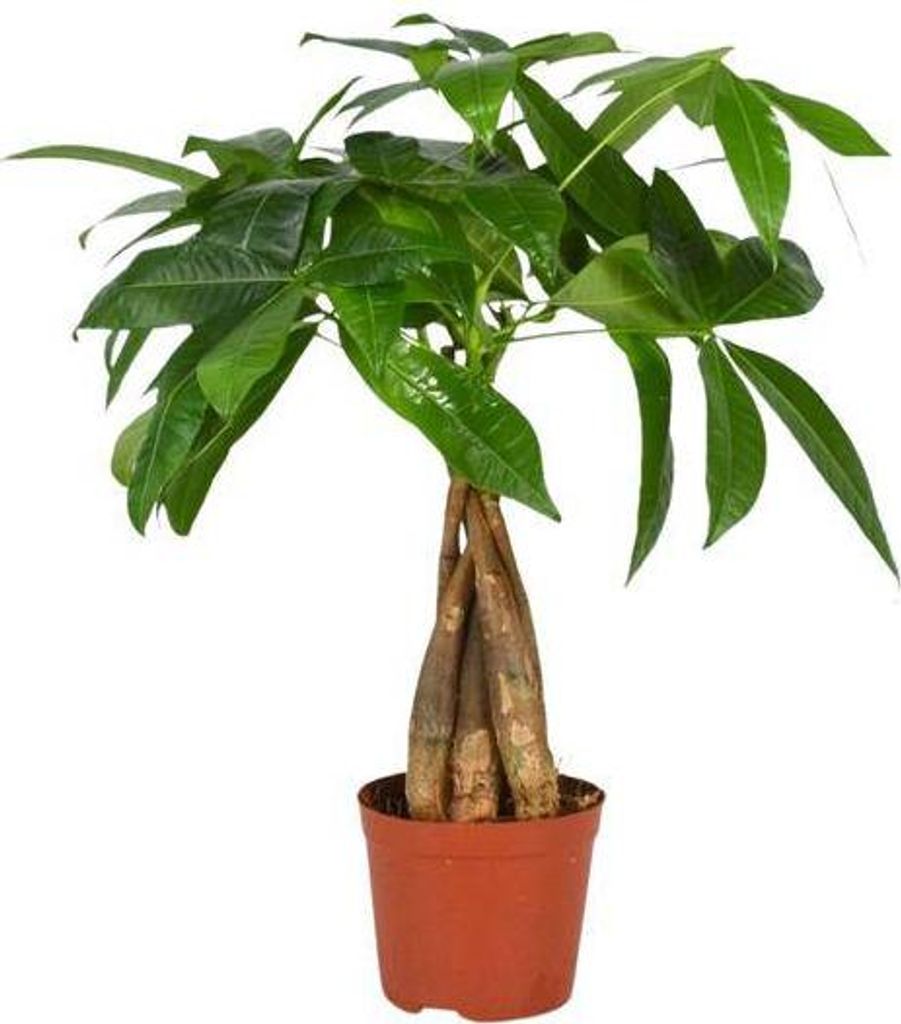 Glückskastanie – Pachira Aquatica – Zimmerpflanze – Ø12cm – 35cm - Beliebte Feng-Shui-Pflanze mit geflochtenem Stamm – Luftreinigend...