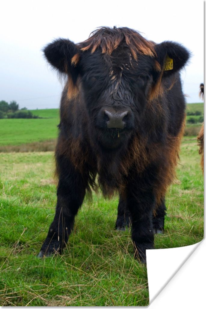 MuchoWow Poster Schottische Highlander - Kühe - Natur - Grün - Gras 40x60 cm - Plakate für die Wand - Poster Babyzimmer
