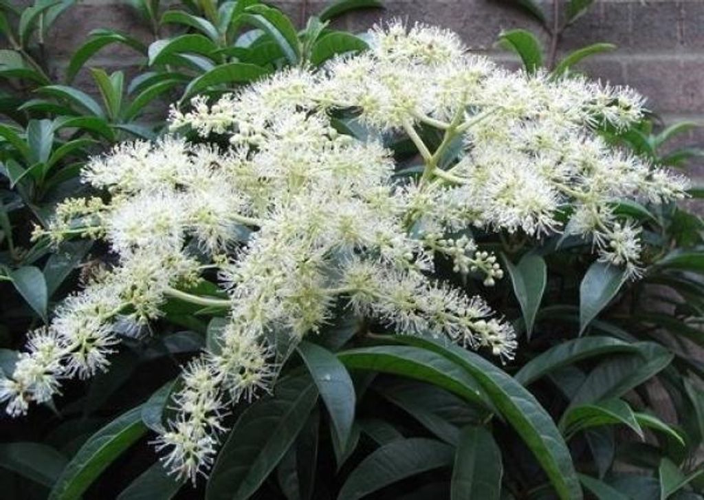 Pileostegia Viburnoides - Kletterhortensie - Kletterhydrangea - Kletterschneeball - duftend