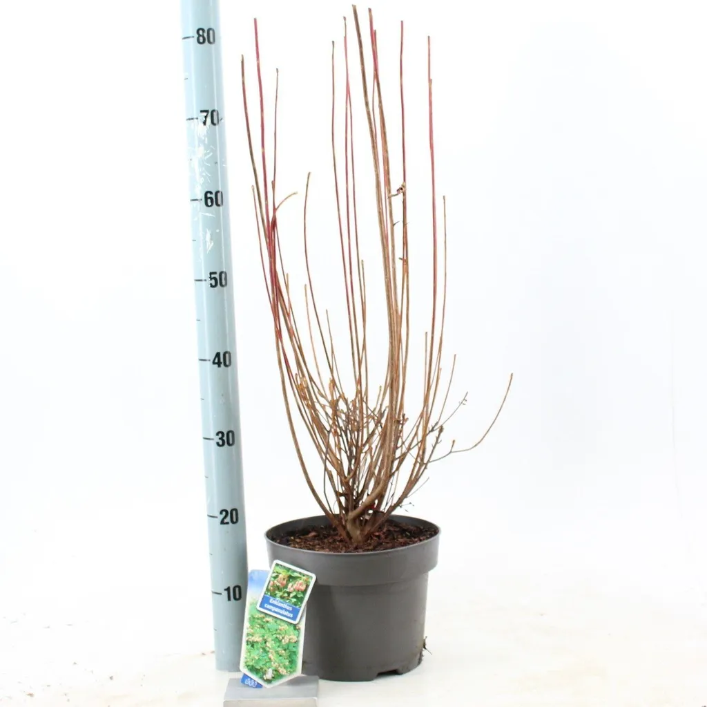 Aménager un jardin japonais avec l'Enkianthus campanulatus 40-50 cm