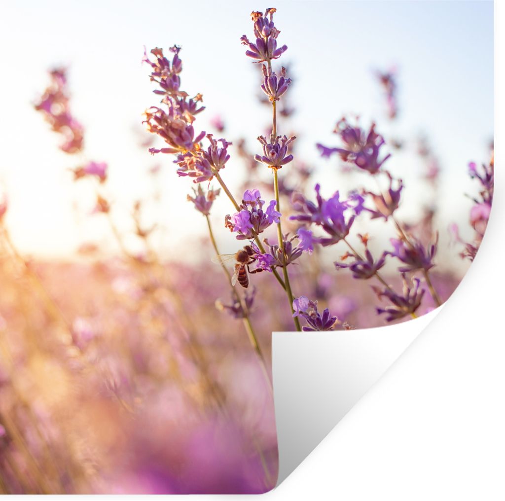MuchoWow Wandtattoo Wandsticker Wandaufkleber Lavendel - Nahaufnahme - Sonne - Blumen - Lila 30x30 cm Selbstklebend und Repositionierbar - Reposi...