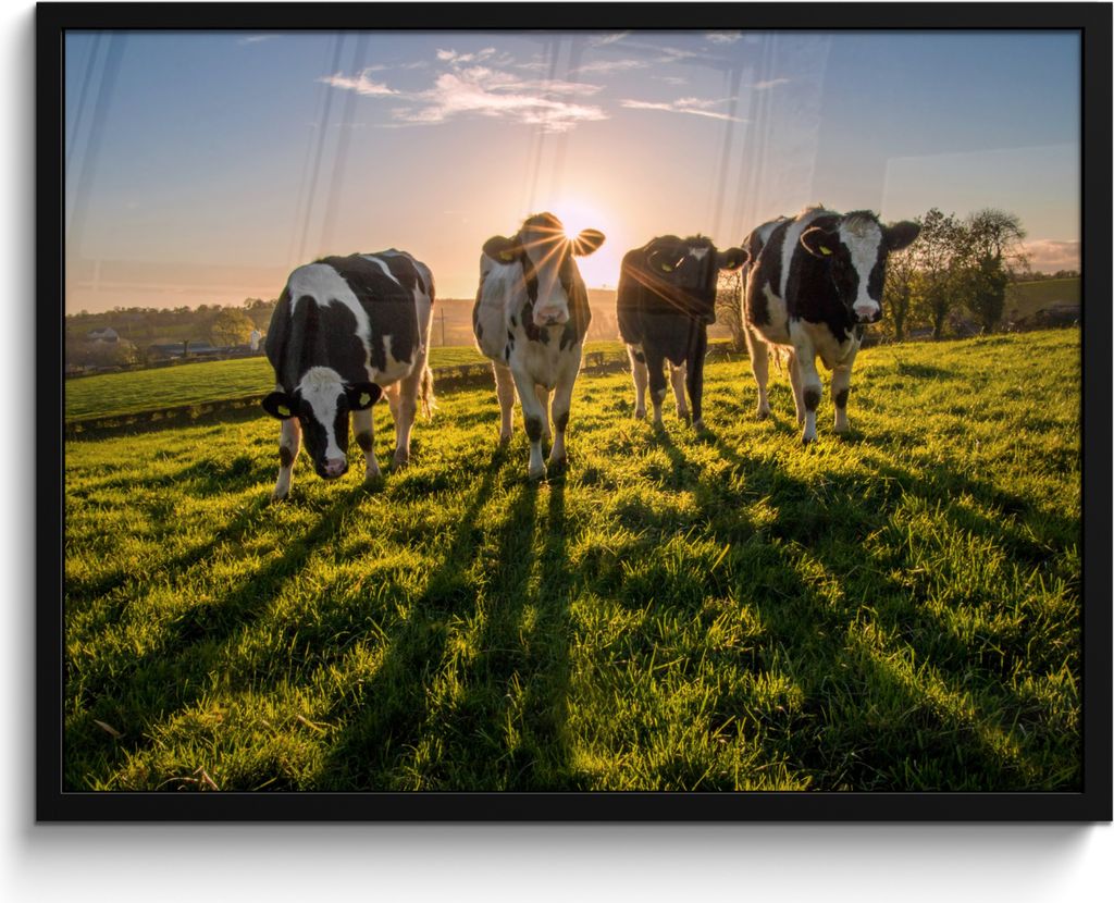 MuchoWow® MuchoWow® Gerahmtes Poster Kühe - Sonne - Gras - Produktbild 