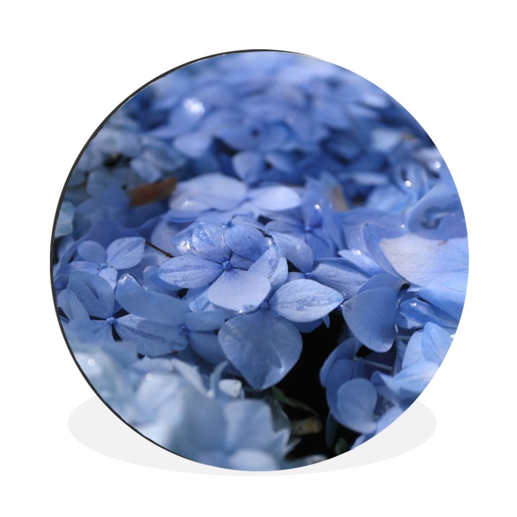 MuchoWow Aluminium Wandkreis Blaue Hortensien mit Wassertropfen Ø 90 cm Wanddeko Modern Wohnzimmer - Mauerkreis - Wandbilder - Runde Bild - Bild...