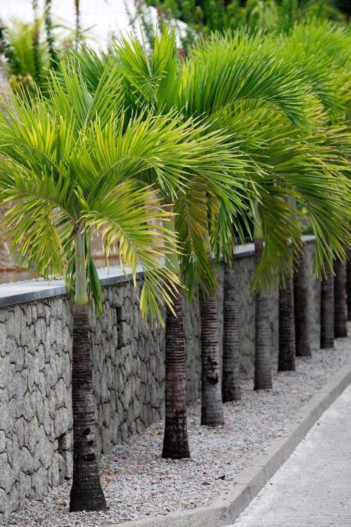 15 Samen Kubanische Königspalme (Roystonea regia) – Für Produktbild 