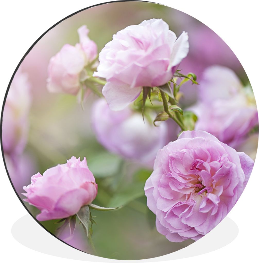 MuchoWow Aluminium Wandkreis Pflanzen von rosa Rosen wachsen in der Natur Ø 90 cm Wanddeko Modern Wohnzimmer - Mauerkreis - Wandbilder - Runde B...