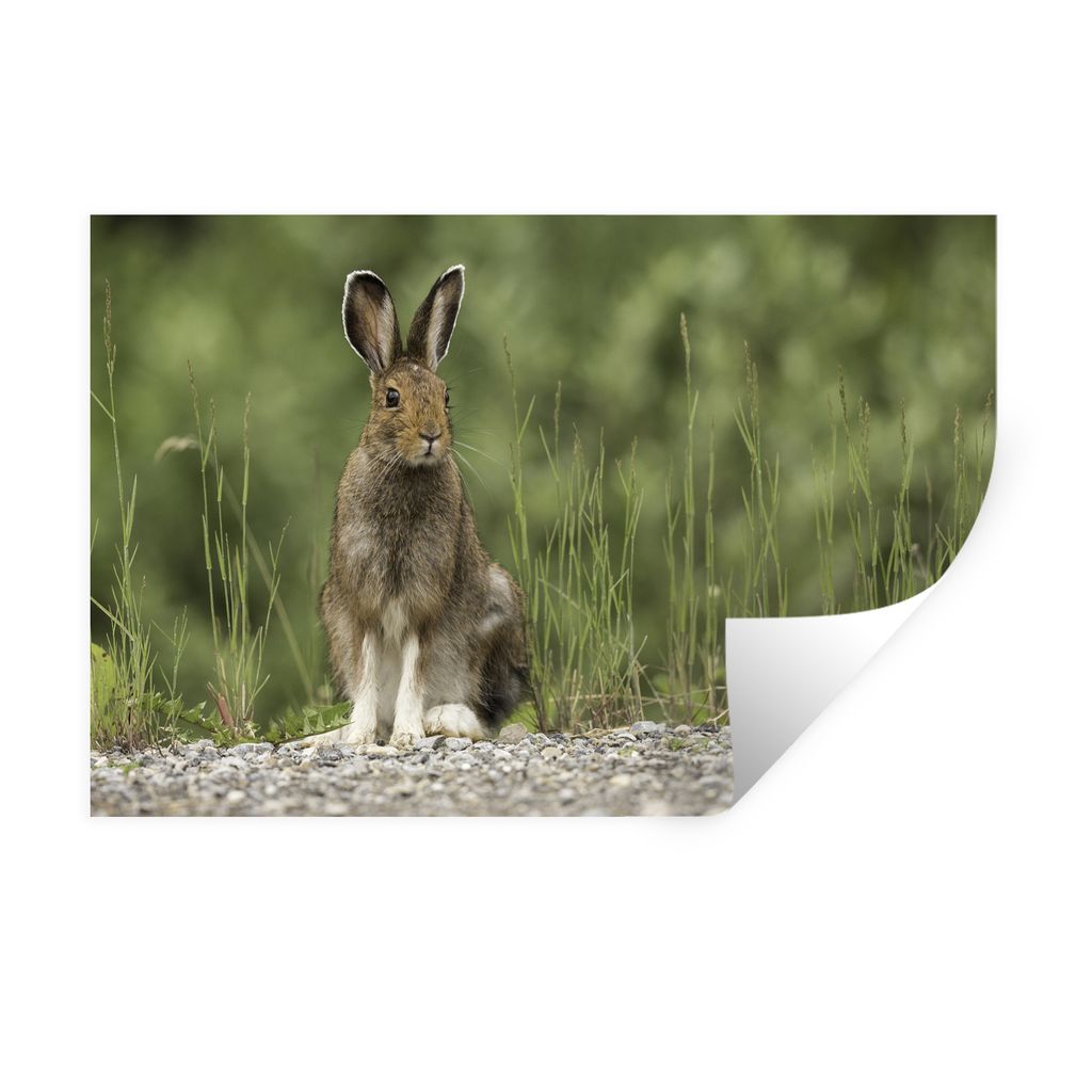 MuchoWow Wandtattoo Wandsticker Wandaufkleber Hase - Tier - Gras 90x60 cm Selbstklebend und Repositionierbar - Aufkleber