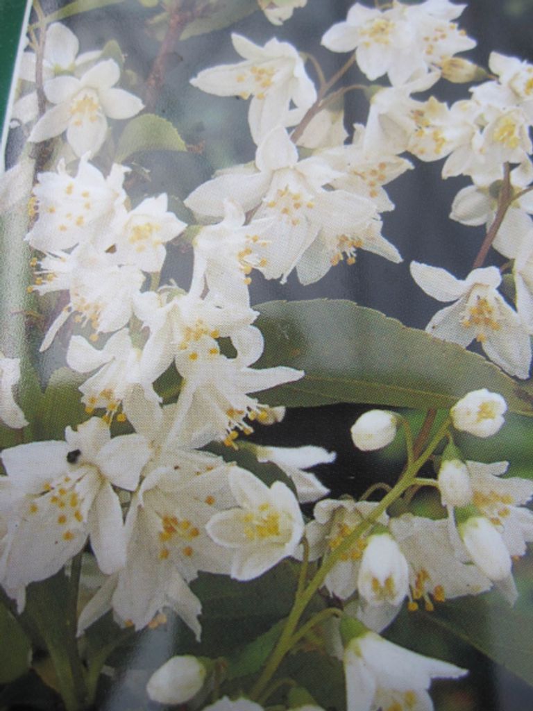 Zwerg Schneestrauch - Deutzie Nikko - Deutzia gracilis Nikko - 30-40cm