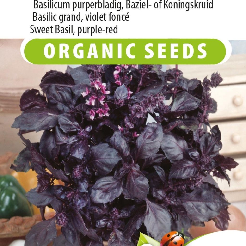 dunkelopalpurpurnen Basilikumsamen – aromatische lilablättrige Kräuter zum Kochen und Gärtnern