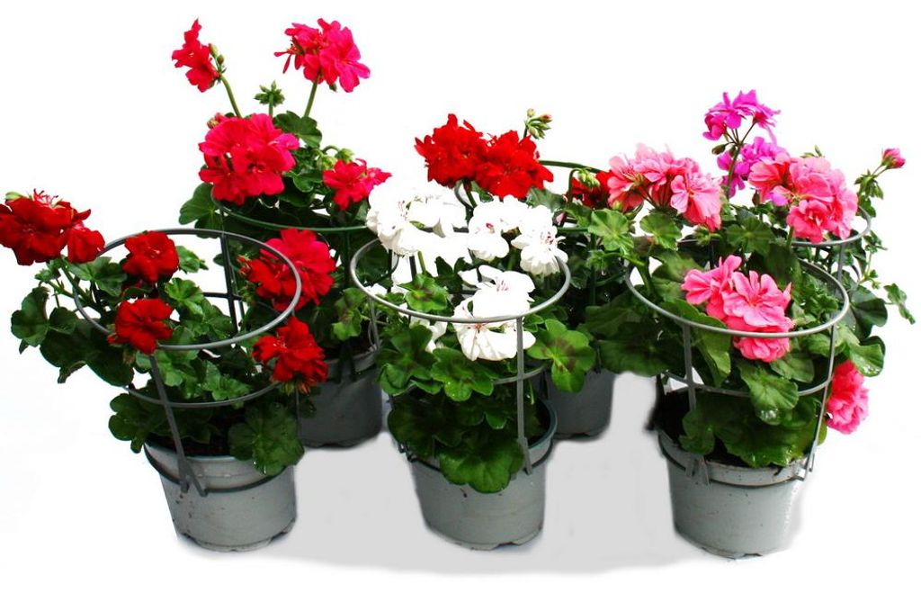 Geranien hängend - Pelargonium peltatum - 12cm Topf - Set Produktbild 