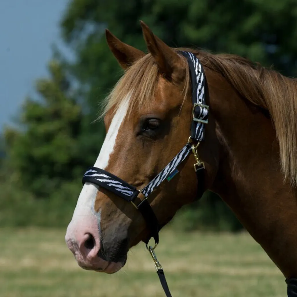 Licol de confort Bucas Zebra Full rembourré pour chevaux adultes