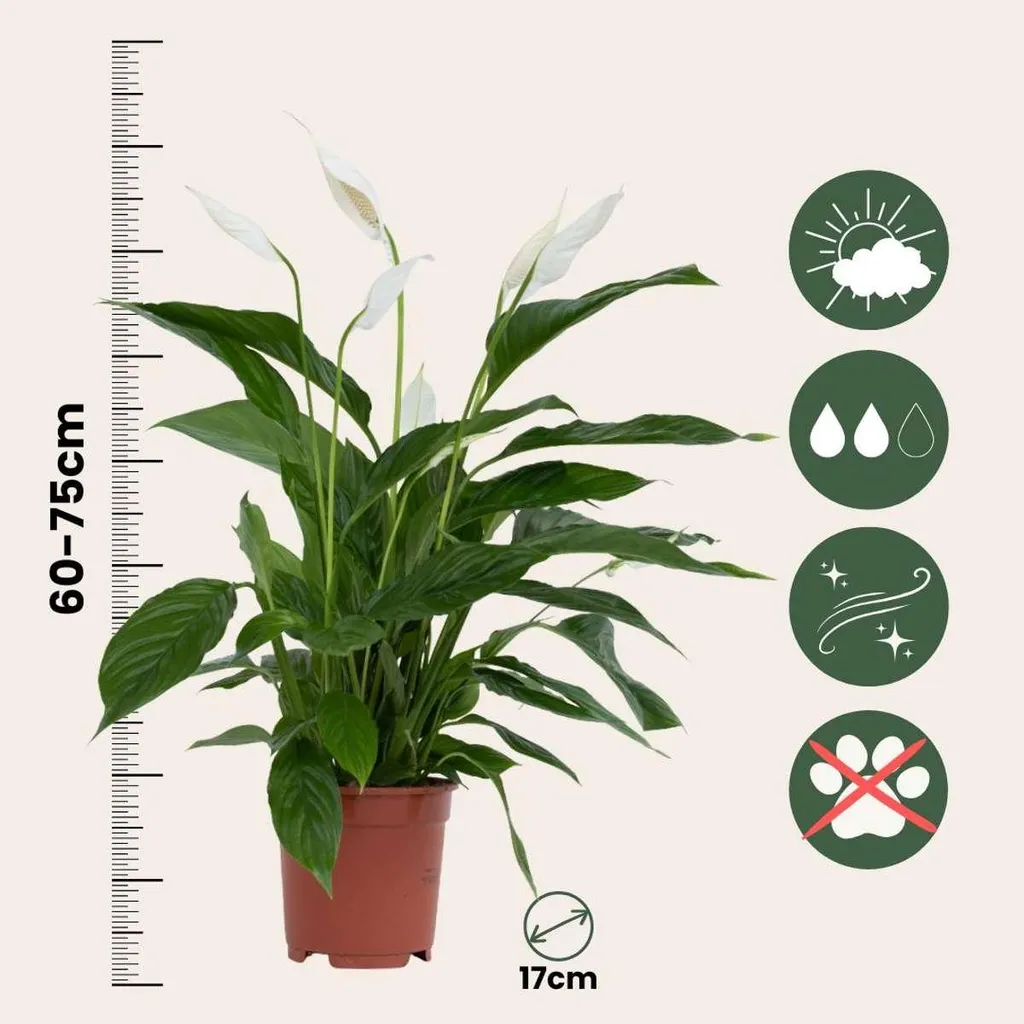 Spathiphyllum 'Lima' Fleur de lune grand format de 70cm lot de 2 - 2