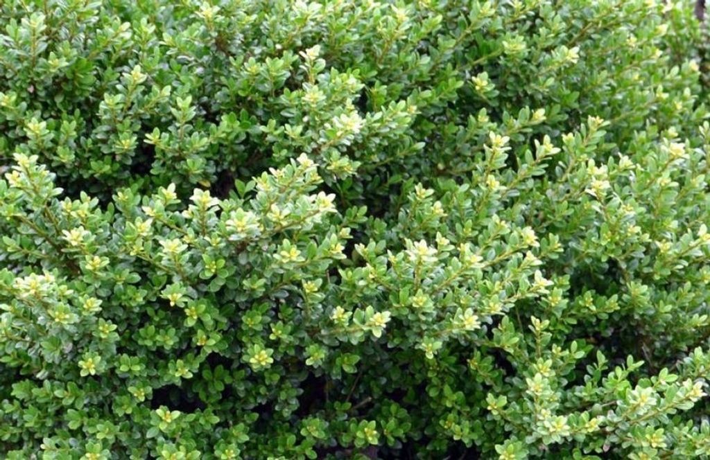 5 x Ilex crenata 'Glory Gem‘ (Berg Ilex) Buchs Buxus Ersatz - Top für Hecke - Stauden Gänge