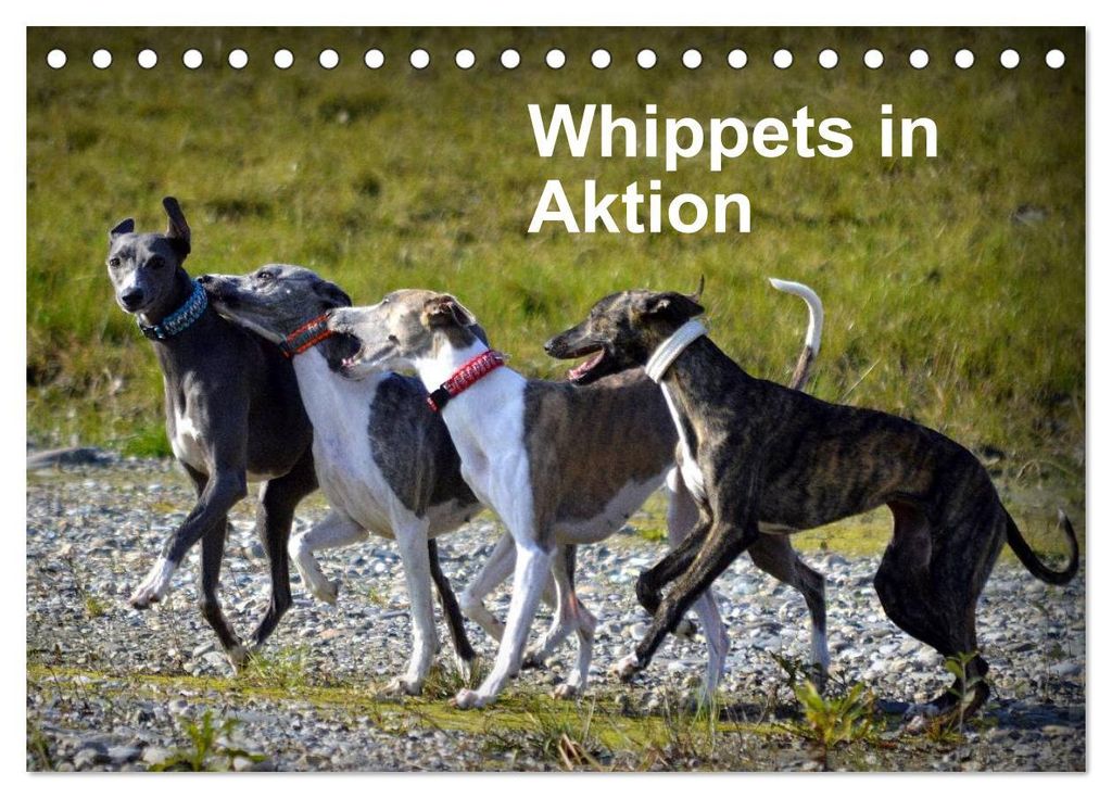 Whippets in Aktion (Tischkalender 2027 DIN A5 quer), Produktbild 