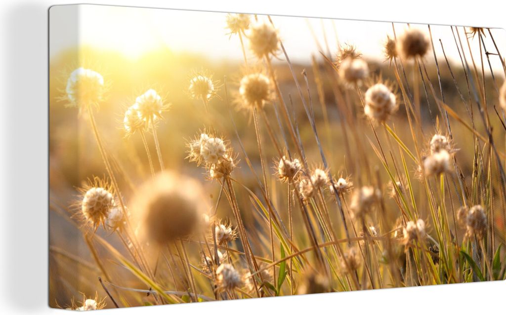OneMillionCanvasses - Leinwandbilder - Bild auf Leinwand Wandbild Leinwandbild Pflanzen - Natur - Blumen - Sonne - Horizont, 40x20 cm, Kunstdruck...