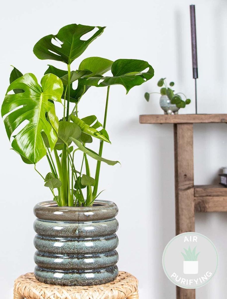 Bloomique Monstera Deliciosa 50-70cm Topf 17cm