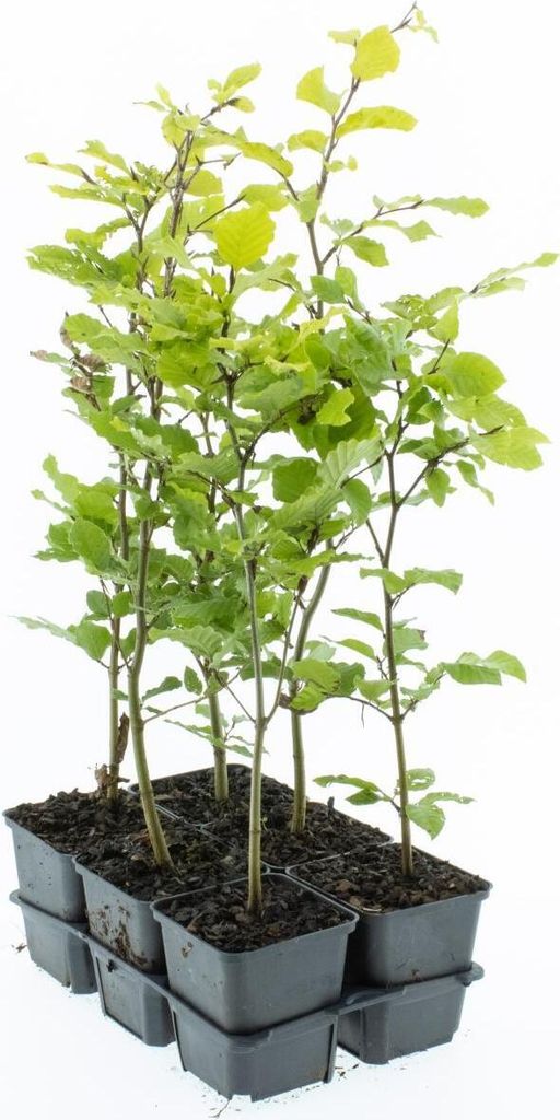 Rotbuche 40-60 cm 1 Stück Fagus sylvatica - Laubbaum - Heckenpflanze - im Topf gewachsen