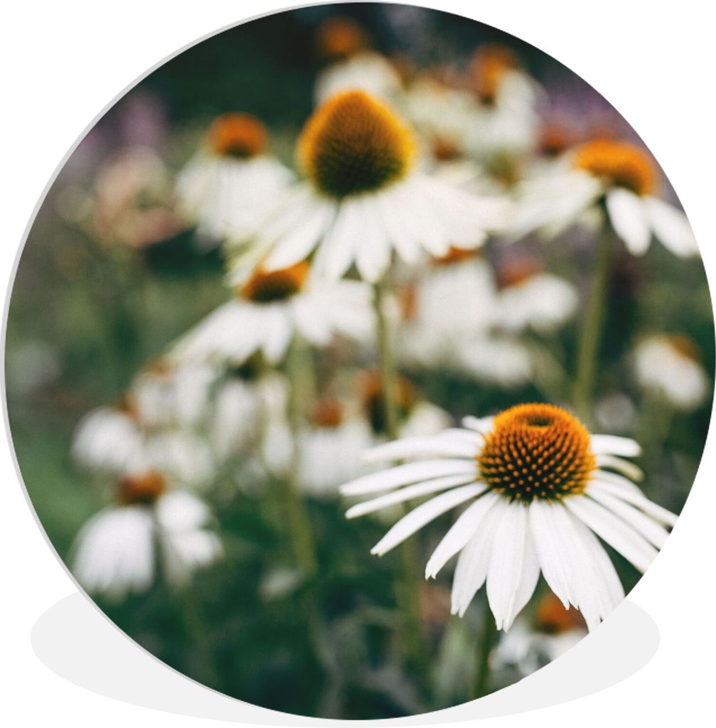 MuchoWow Rundes Wandbild - Runde Bilder Blumen - Herbst - Botanisch Ø 30 cm Kreis Wanddekoration Kunststoff - Wandkreis - Wandschmuck - Schlafzi...