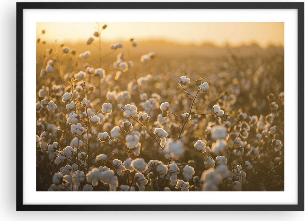 Gerahmtes Poster - Schwarzer Rahmen - Baumwolle Feld Acker - 70x50 cm - Wand Bild - Wanddeko - Wandbilder - Kunstposter - Wandposter - Bilderrahmen...