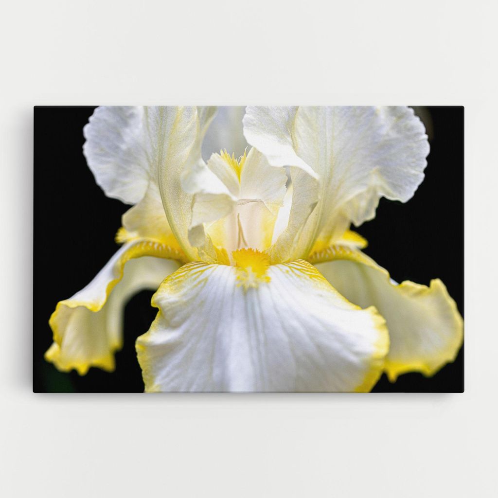 ARTHUB Leinwandbild 20x30 cm, White Yellow Iris | Wohnzimmerdekoration, Hängende Bilder, Wanddekoration, Heimdekoration, Blumen, Iris