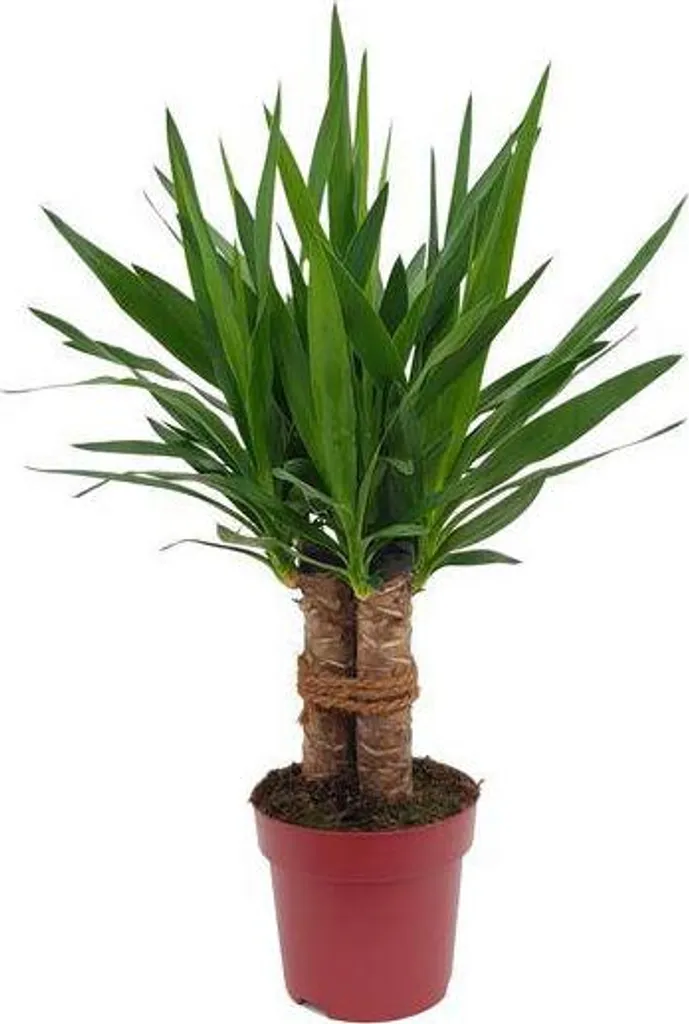 Yucca géant Tres Cañas 70 cm plante d'intérieur facile sans entretien