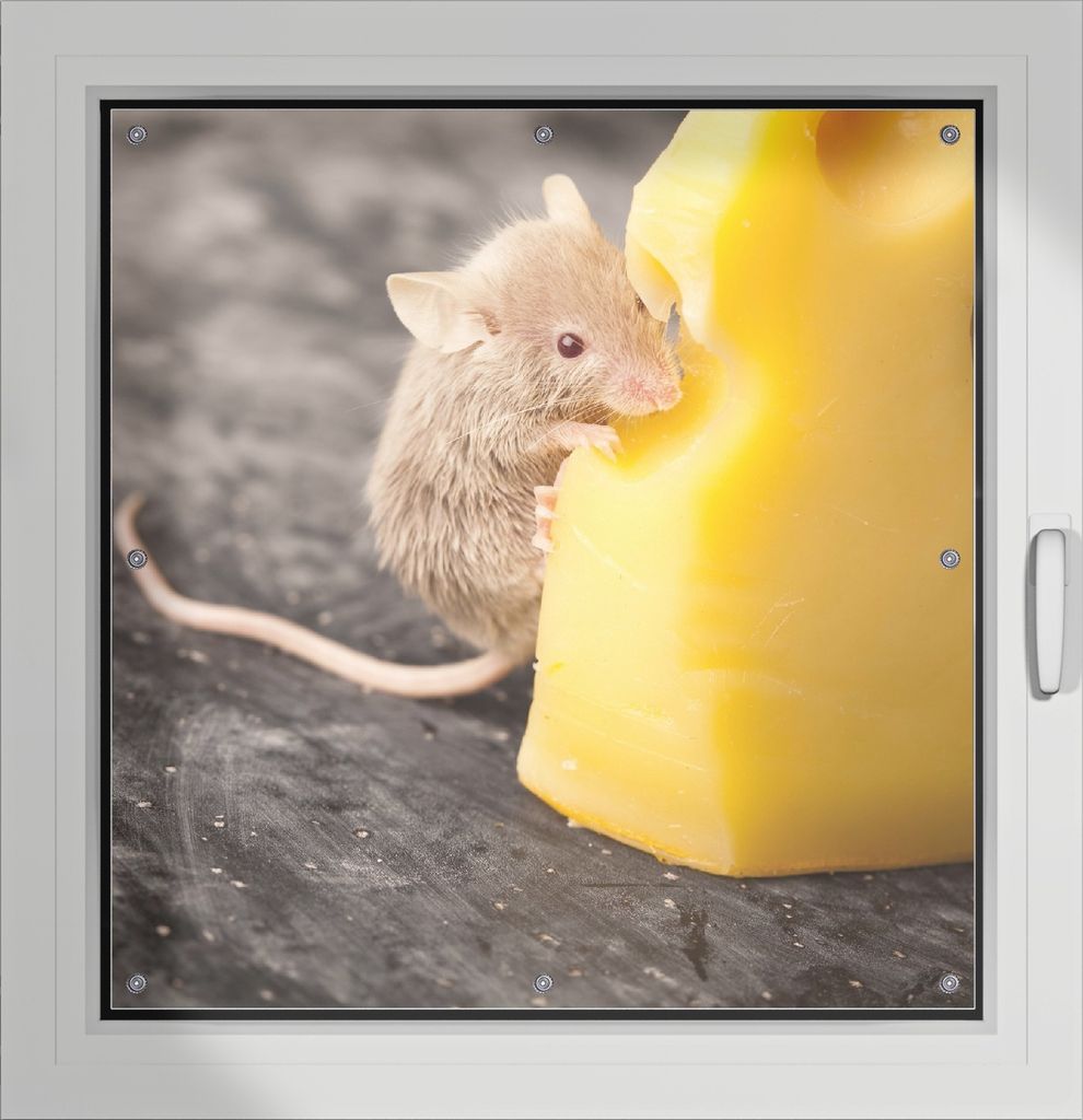 Wallario Lichtschutzbild, Dekorativer Sichtschutz Sonnenschutz 96 x 100 cm mit Motiv: Süße Maus knabbert an einem Käse in der Küche - Verdunklu...