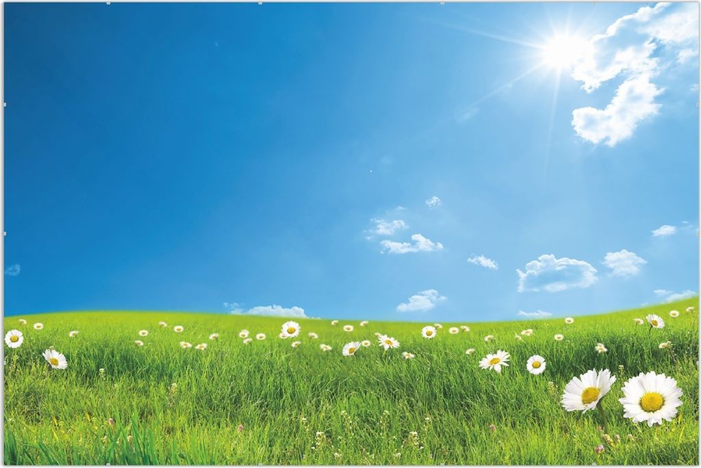 Wallario Wandbild Sommerwiese - Weiße Gänseblümchen vor Produktbild 