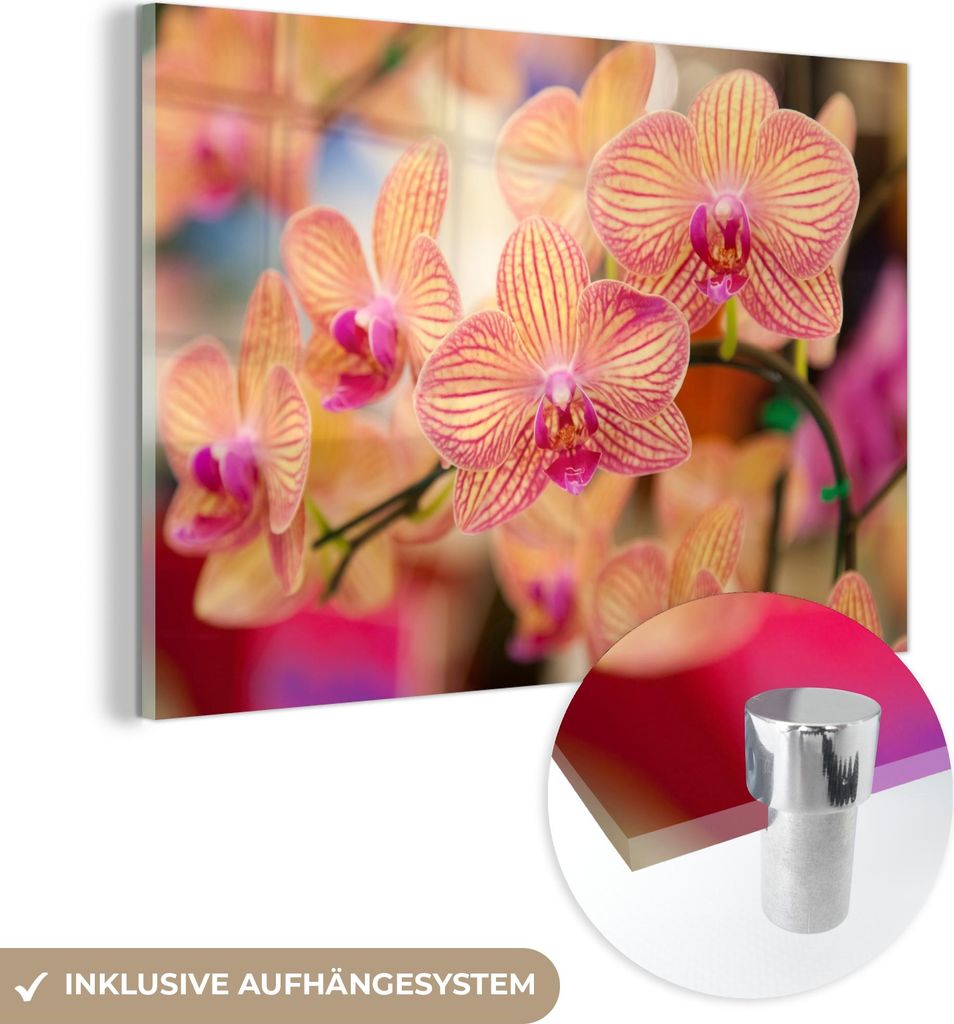 MuchoWow Glasbilder - Bilder auf Wandbild - Foto auf Glas Pflanze - Orchidee - Blumen - Rosa - Flora 30x20 cm Wanddekoration aus Glas - Acrylglasbi...