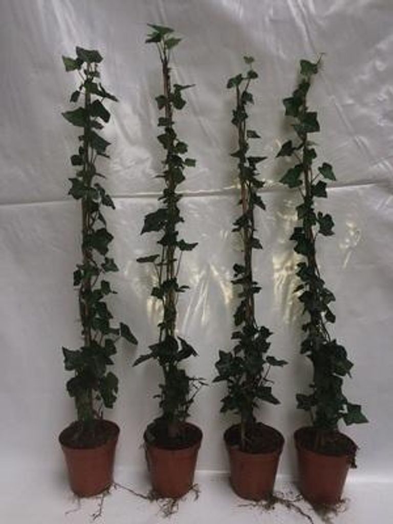 Hedera hibernica - Irische Efeu 60-80 cm | Topf