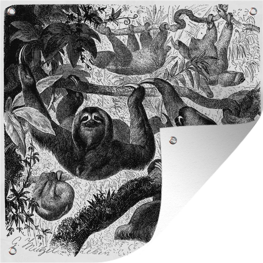 MuchoWow 100x100 cm Outdoor-Poster Gartendeko Sichtschutz Garten Poster für den Garten Eine antike Illustration von Faultieren beim Spielen