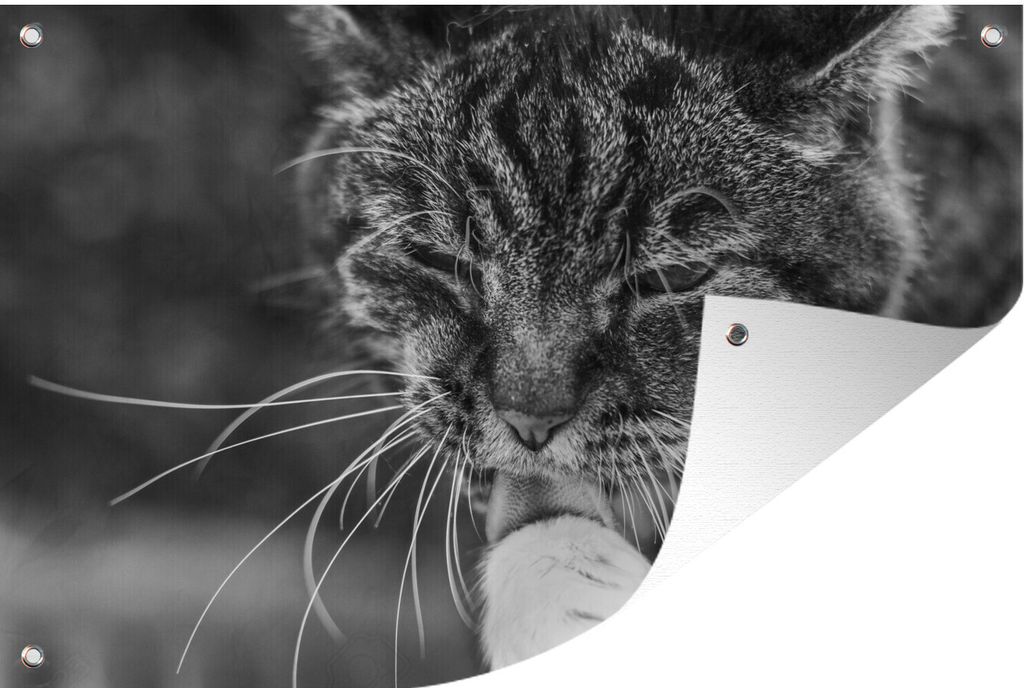 MuchoWow 120x80 cm Outdoor-Poster Gartendeko Sichtschutz Garten Poster für den Garten Katze wäscht sich selbst