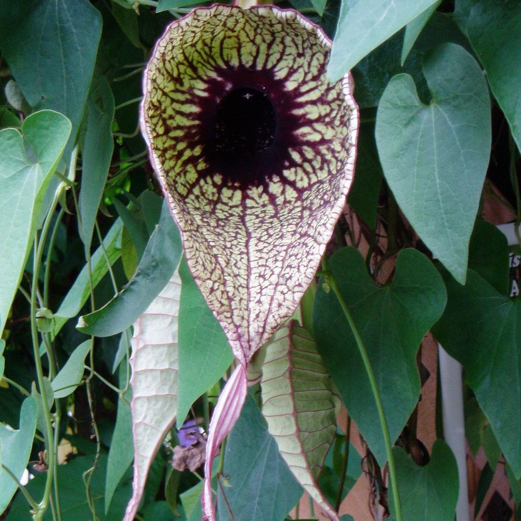 Fleur de pélican (Aristolochia grandiflora)  - 5 graines Image du produit 