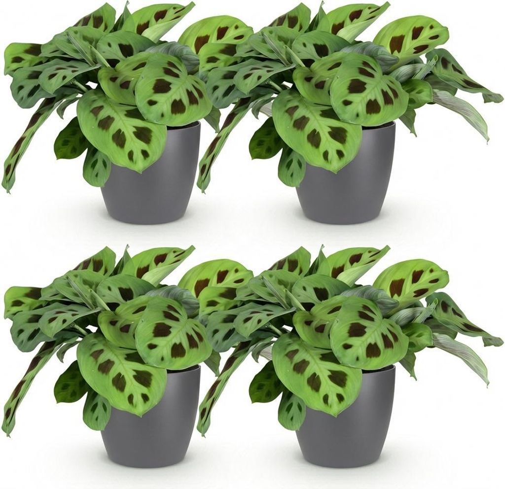 Green boutiQ - Zimmerpflanze - Maranta Fascinator Kerchoveana - Zebrapflanze - Haustierfreundliche Pflanze - Grün - 4 Pflanzen - mit Potter Grau -...