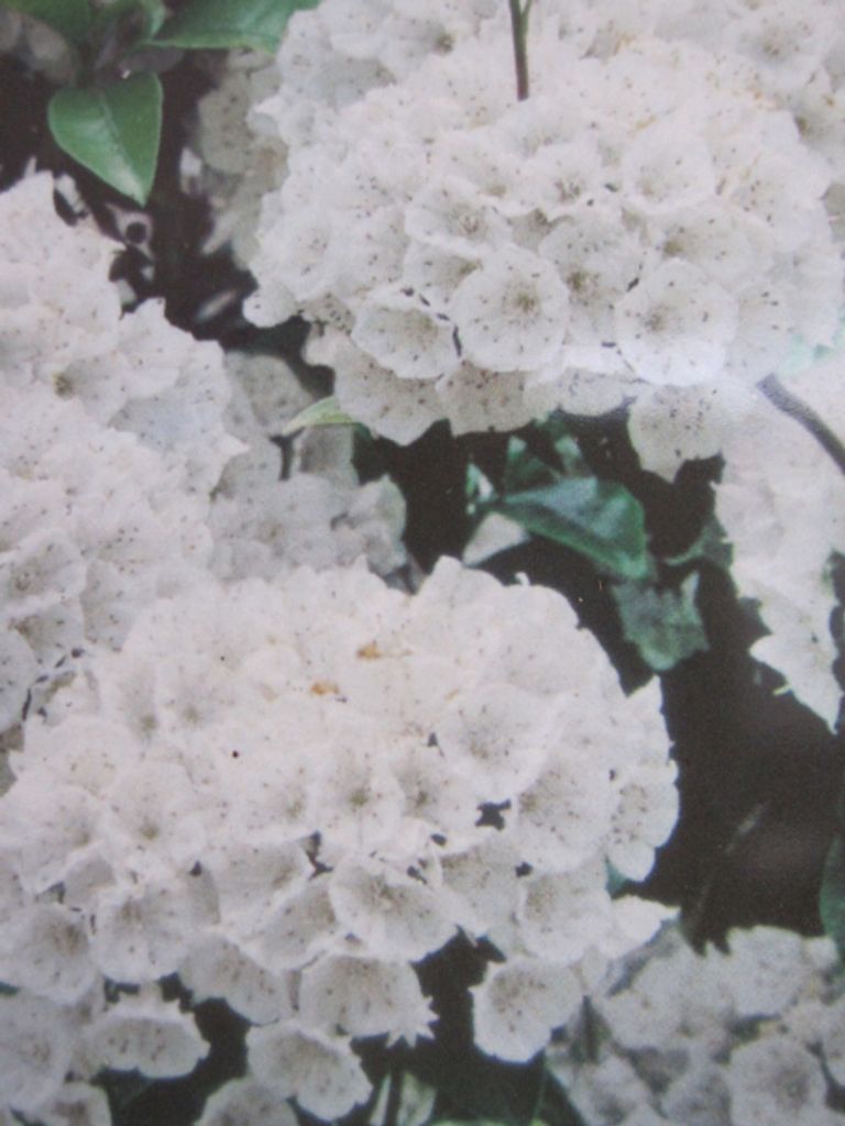 Lorbeerrose - Berglorbeer Snowdrift - Kalmia latifolia Snowdrift - 30-40cm