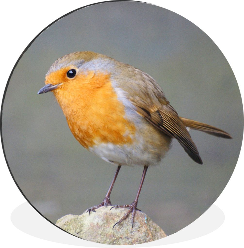 MuchoWow Aluminium Wandkreis Vogel - Rotkehlchen - Felsen Ø 90 cm Wanddeko Modern Wohnzimmer - Mauerkreis - Wandbilder - Runde Bild - Bild aus A...