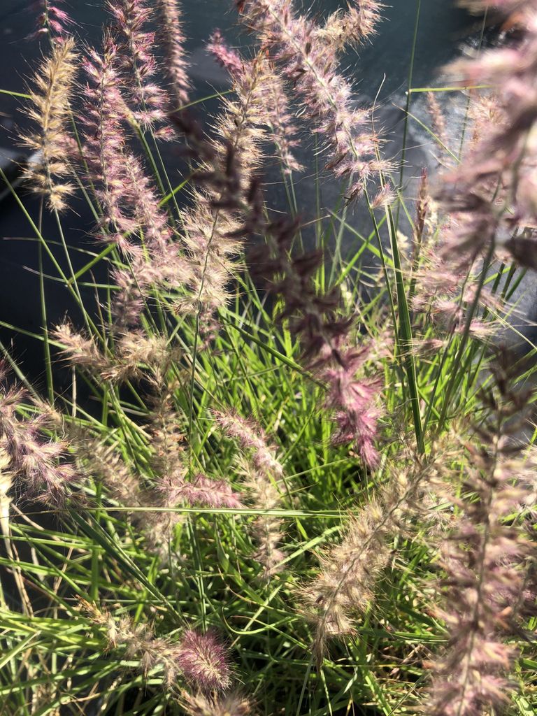 6 x Pennisetum Orientale 'Karley Rose' - Lampenschirm im 9x9cm Topf