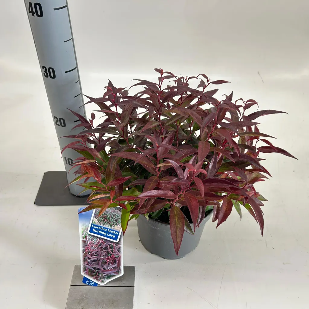 Leucothoe keiskei Burning Love 'Opstal 50'PBR - Myrte à grappes 25-30cm