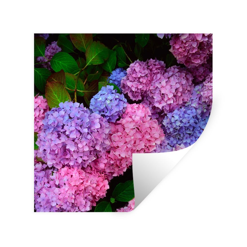 MuchoWow Wandtattoo Wandsticker Wandaufkleber Rosa und blaue Hortensie 50x50 cm Selbstklebend und Repositionierbar - Selbstklebend - Fototapeten