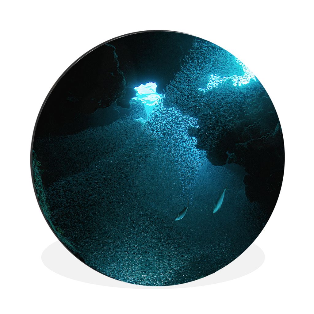 MuchoWow Aluminium Wandkreis Fische schwimmen in einer Höhle mit stechendem Sonnenlicht auf Grand Cayman Ø 60 cm Wanddeko Modern Wohnzimmer - W...