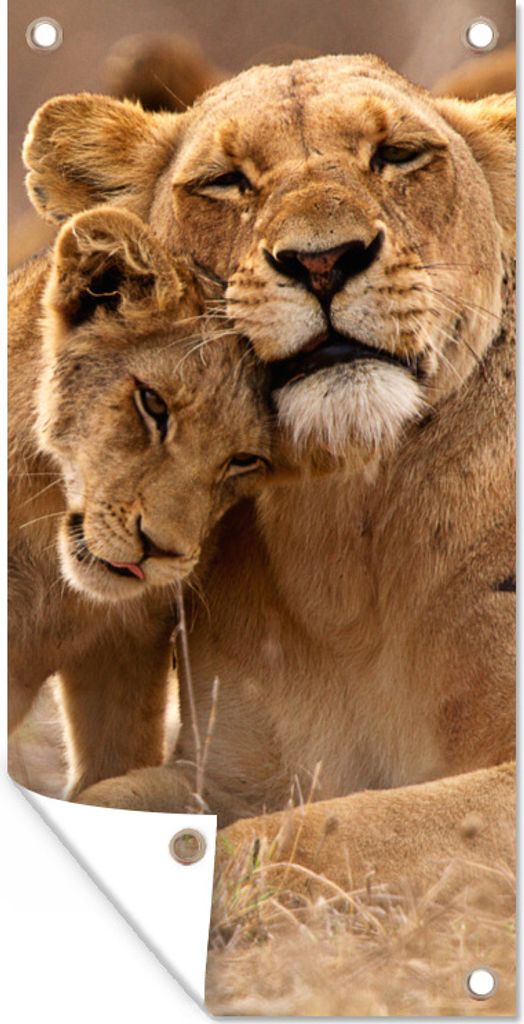 MuchoWow 30x60 cm Outdoor-Poster Gartendeko Sichtschutz Garten Poster für den Garten Löwe - Wilde Tiere - Jungtier