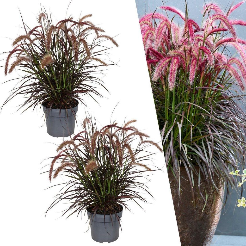 Plants by Frank | Lampenputzergras Rot XL Pflanzen | Produktbild 