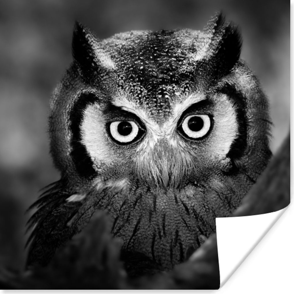 MuchoWow Poster Vogel - Eule - Porträt - Schwarz - Weiß 100x100 cm - Babyzimmer