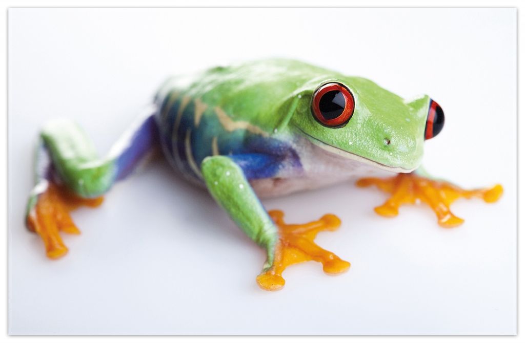 Wallario Premium Teppich, Größe 90 x 140 cm, Lustiger Frosch in grün und orange
