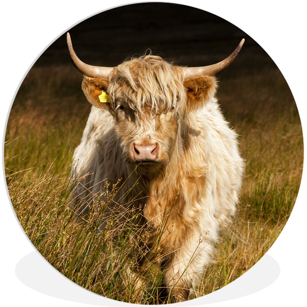 MuchoWow Rundes Wandbild - Runde Bilder Schottische Highlander - Licht - Gras - Tiere Ø 30 cm Kreis Wanddekoration Kunststoff - Wandkreis - Wand...